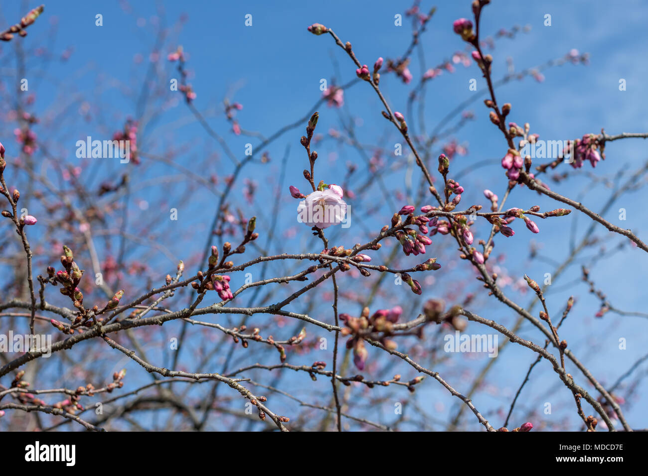 Blossom tree oltre il cielo blu sullo sfondo Foto Stock