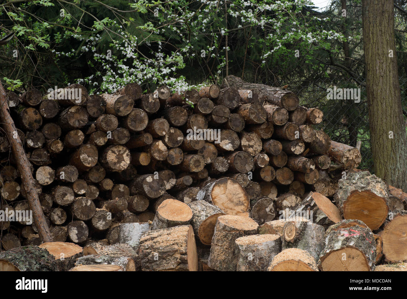 Catasta di legna da ardere per l'inverno Foto Stock