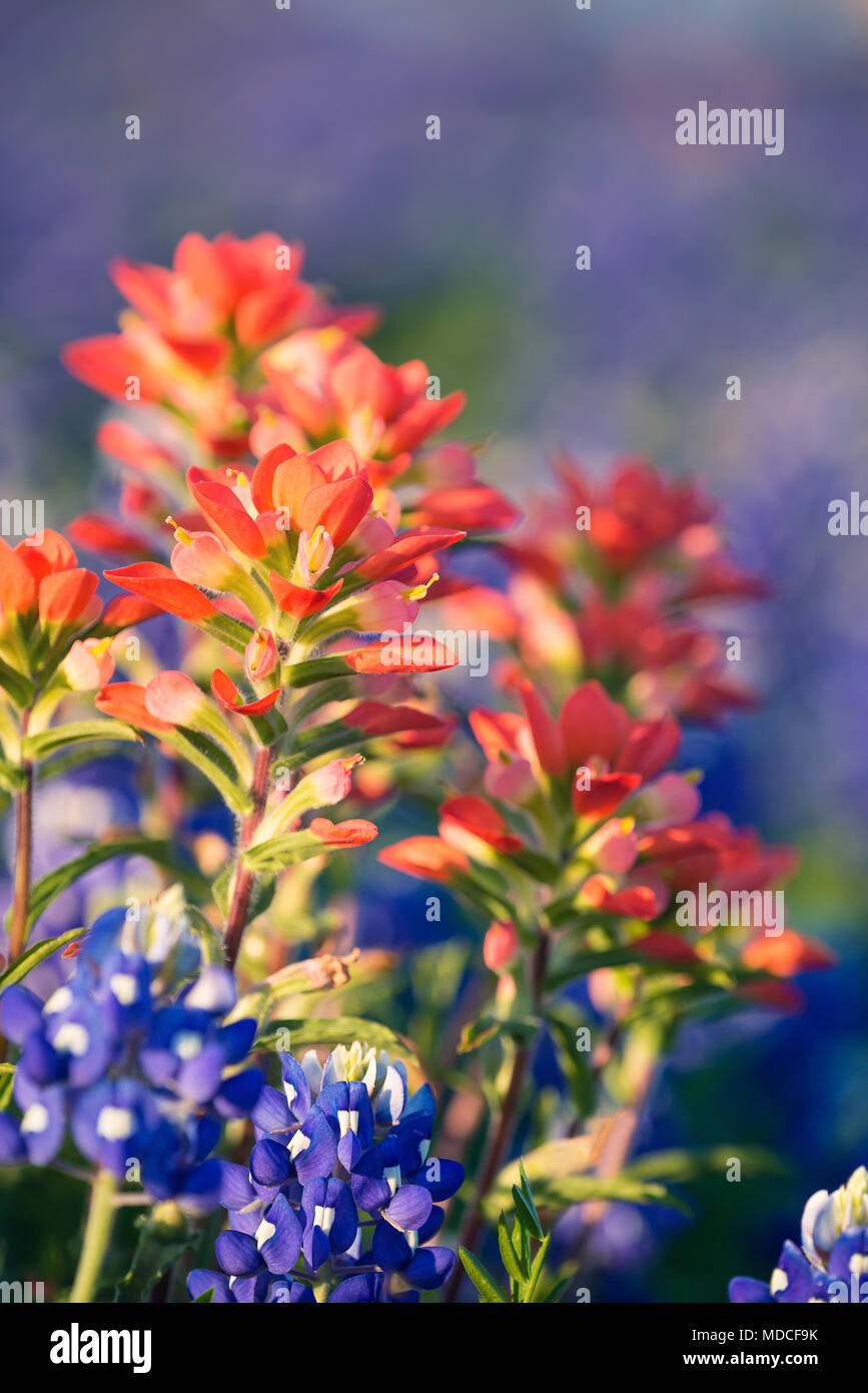 Close-up di Indian Paintbrush fiori selvatici circondato da Texas bluebonnets. Profondità di campo. Foto Stock