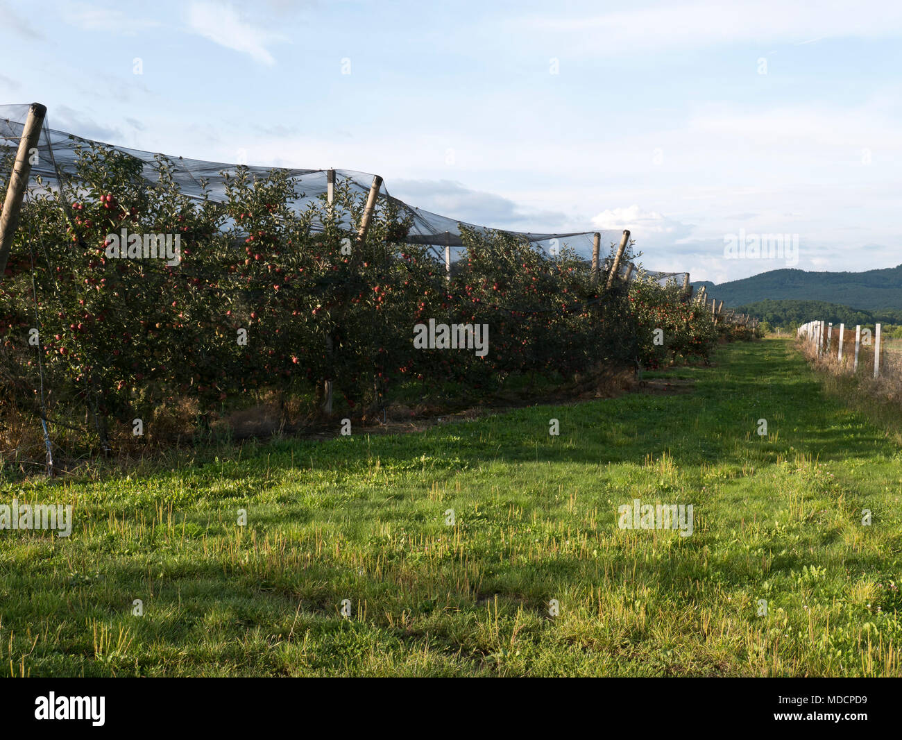 Mela matura orchard coperto con rete di protezione Foto Stock