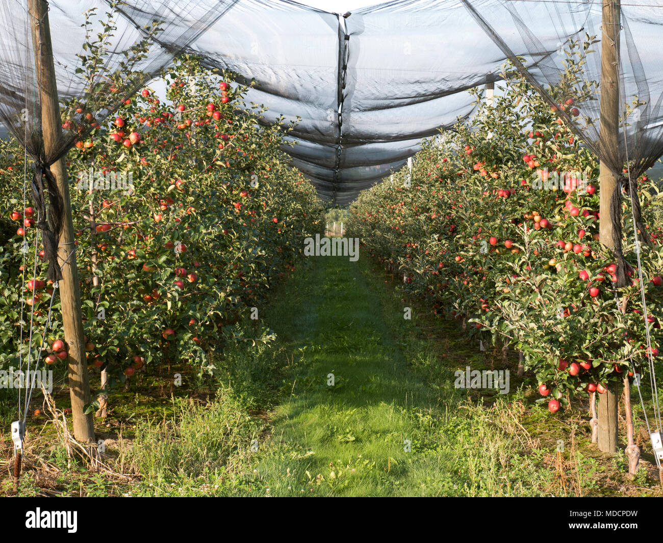 Mela matura orchard coperto con rete di protezione Foto Stock