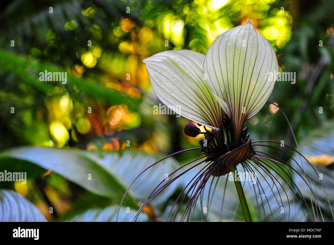 Bianco (batflower Tacca integrifolia), denominata anche "gatto baffi". Esotico fiore bianco con filo color porpora-come brattee con verde sfondo bokeh di fondo Foto Stock