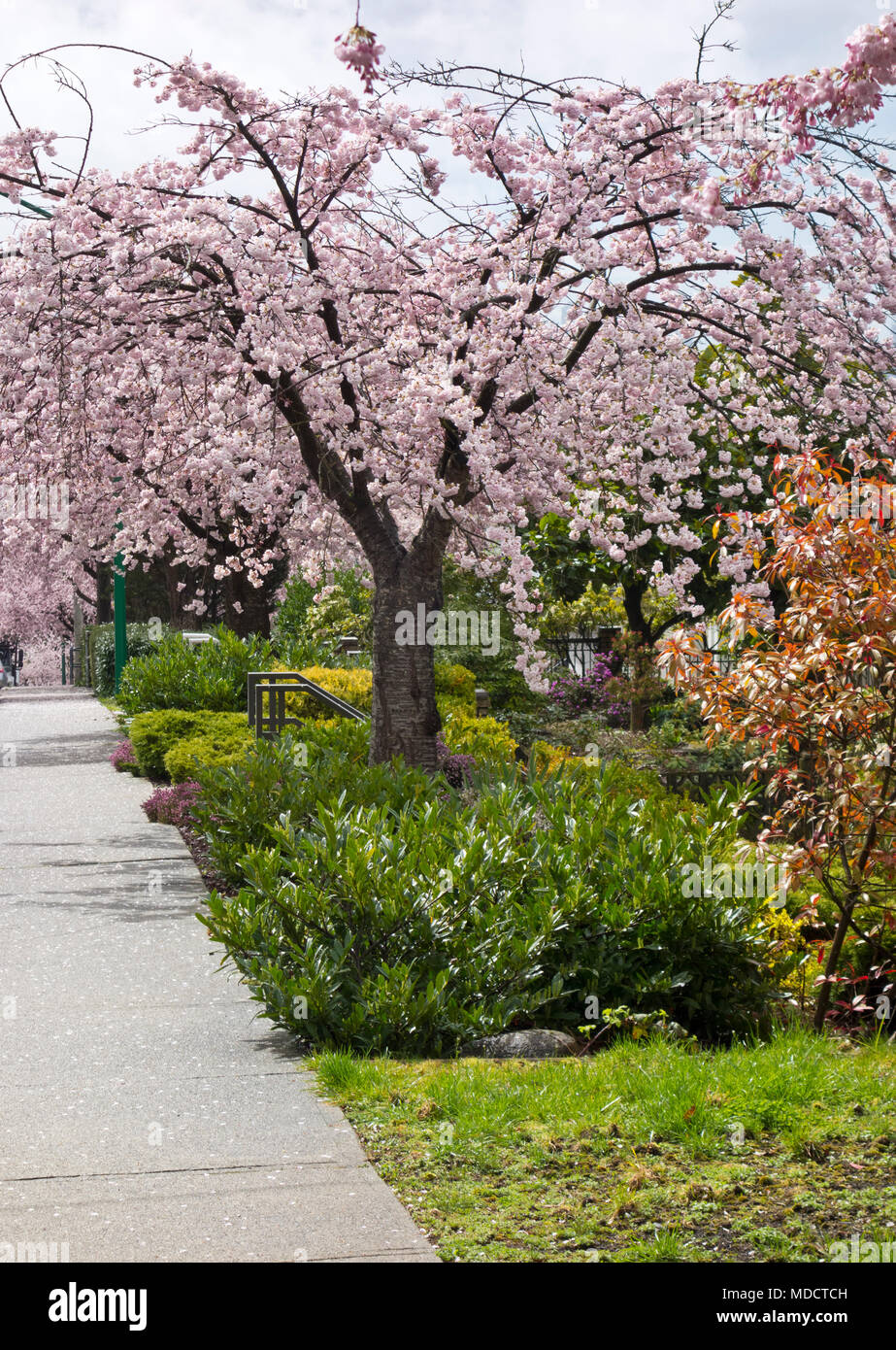 Fioritura Yoshino albero ciliegio 'Akebono' Prunus yedoensis in una maggiore quartiere di Vancouver. Fiori di Ciliegio in primavera in Metro Vancouver. Foto Stock