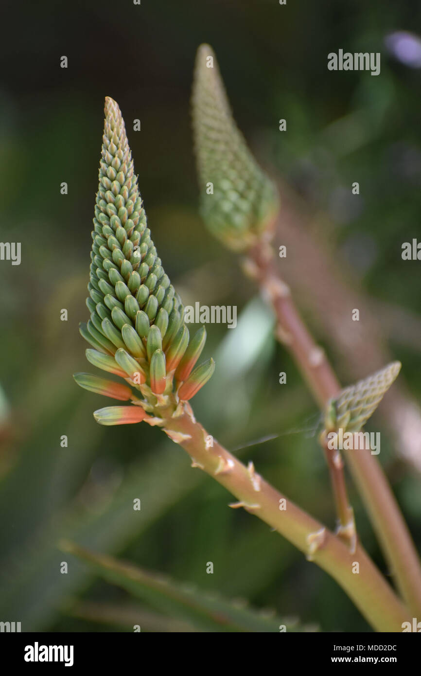 Aloe Vera inizio la fioritura Foto Stock