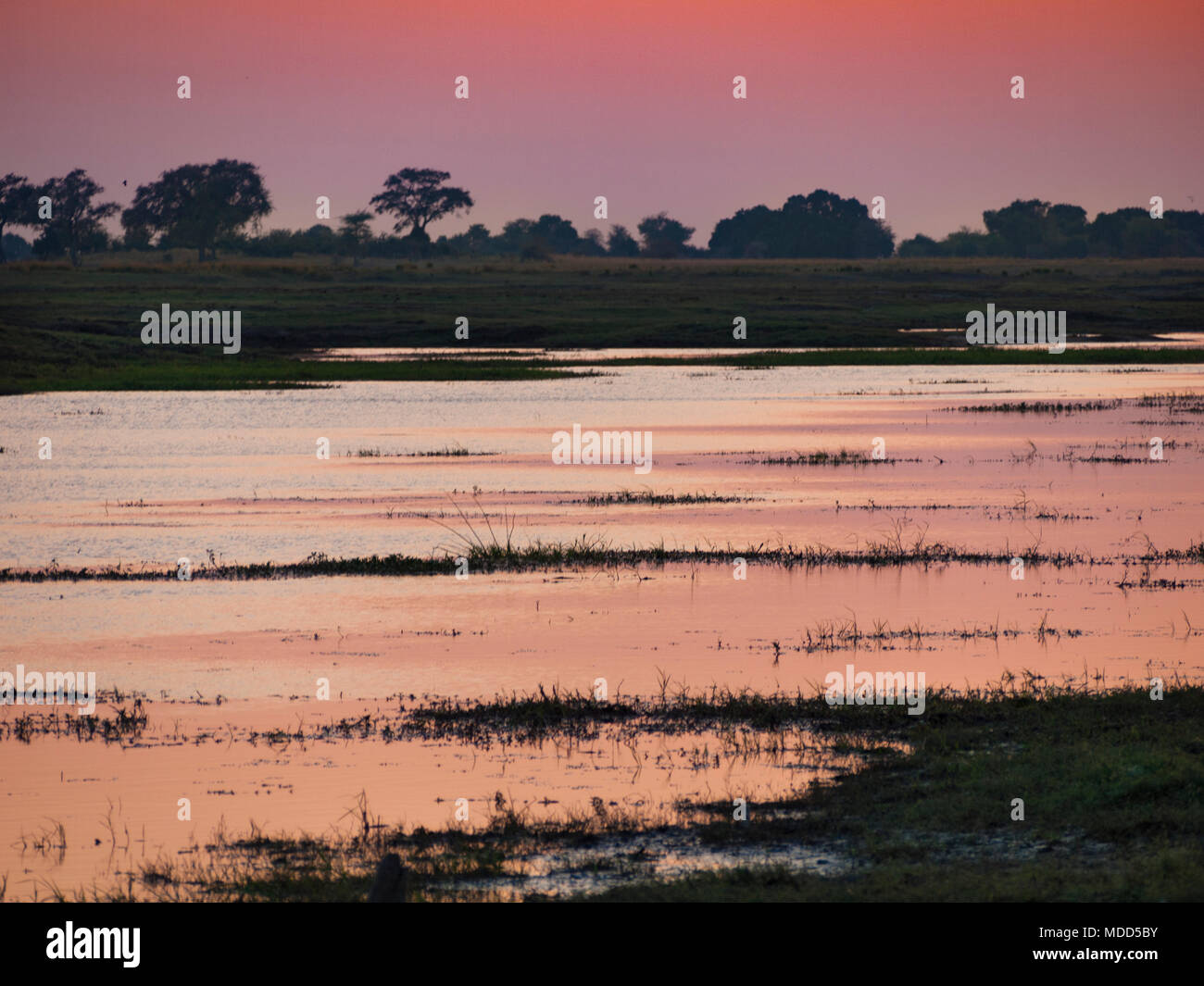 Il Chobe National Park a sunrise in Botswana, Africa Foto Stock