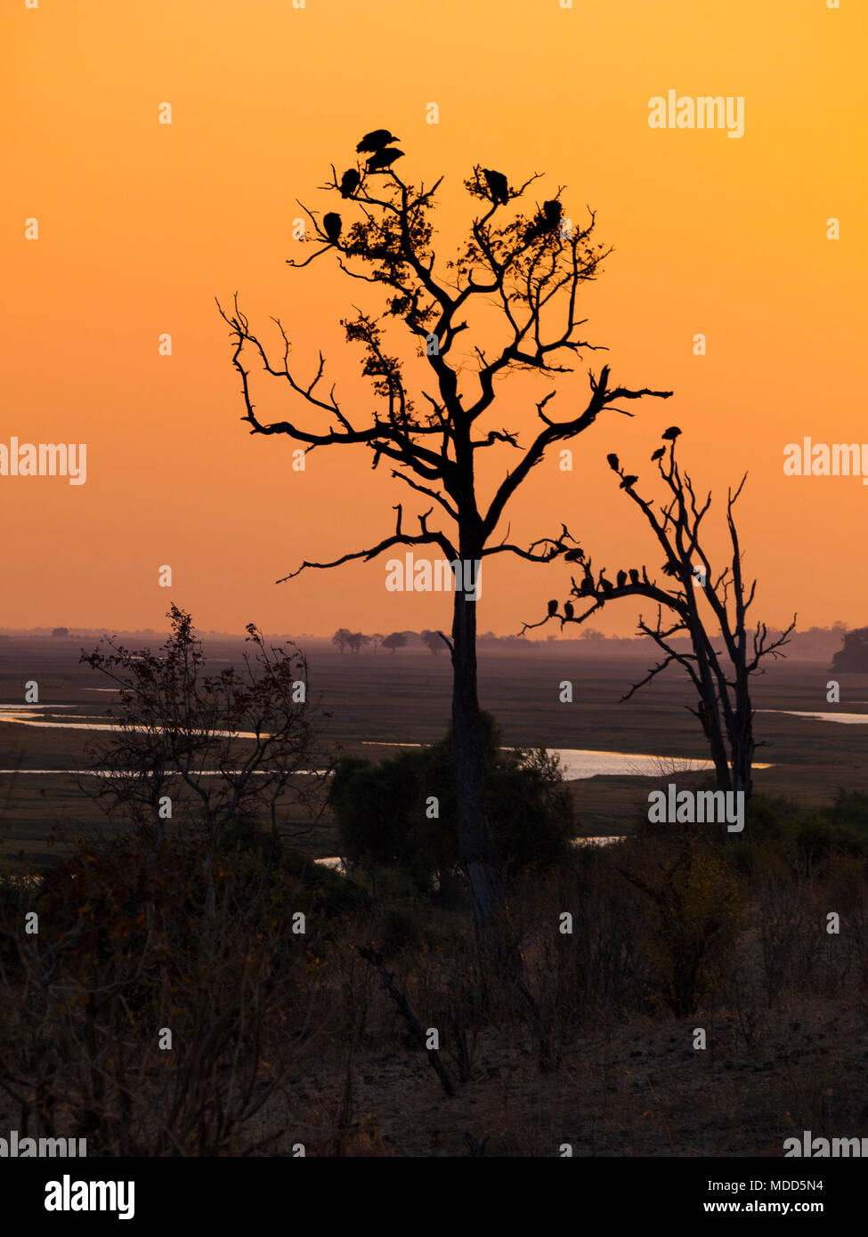 Gli avvoltoi su un albero a sunrise nel Chobe Parco naturale in Botswana, Africa Foto Stock