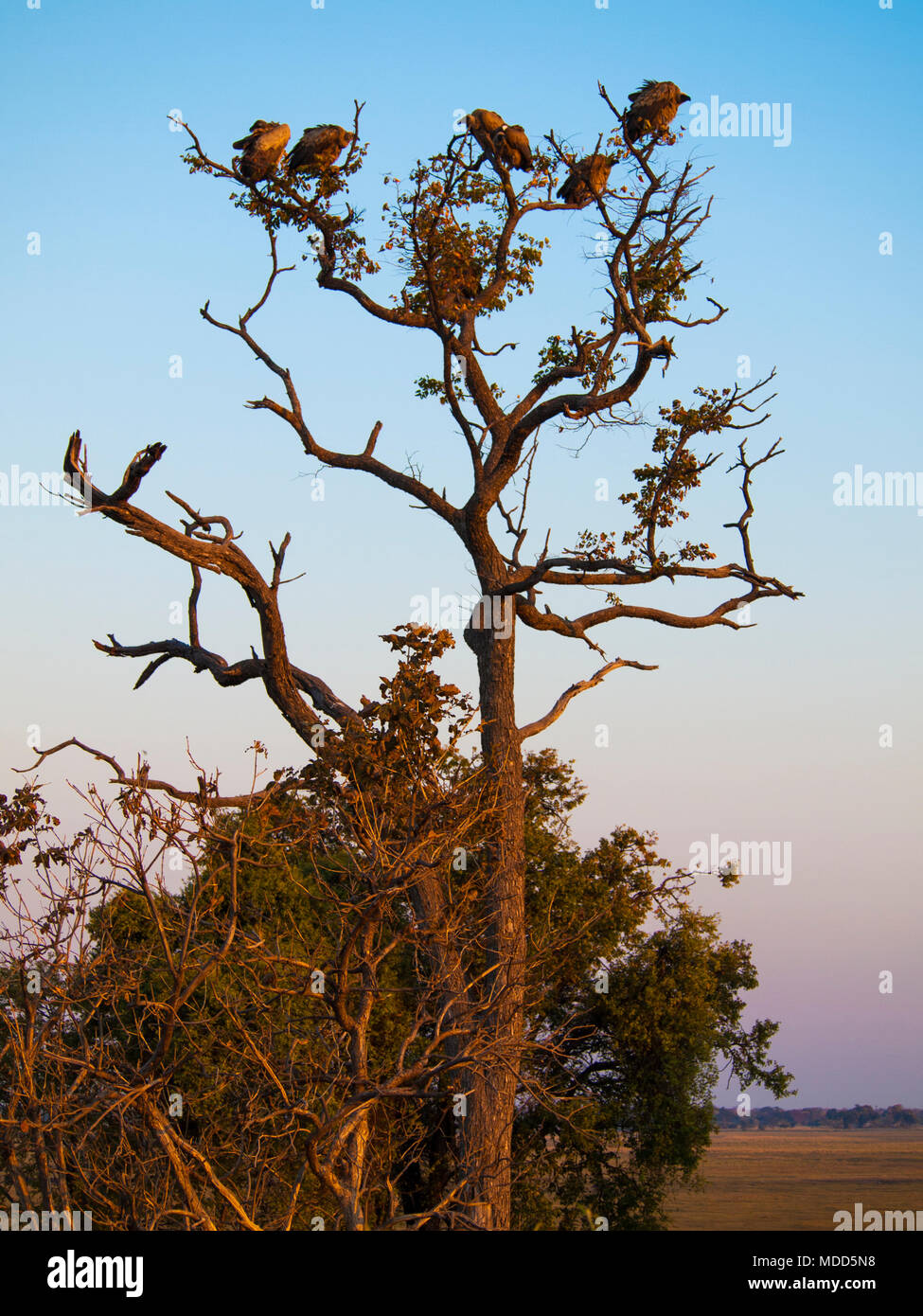 Avvoltoi su un albero all'alba nel Parco Nazionale del Chobe in Botswana, Africa Foto Stock