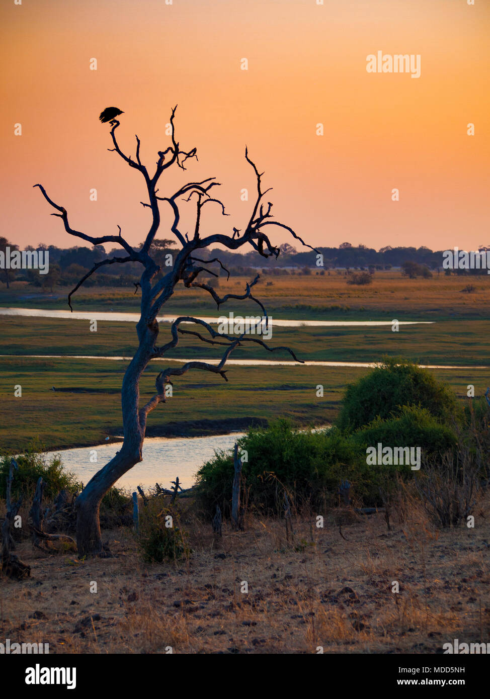 Avvoltoi su un albero all'alba nel Parco Nazionale del Chobe in Botswana, Africa Foto Stock