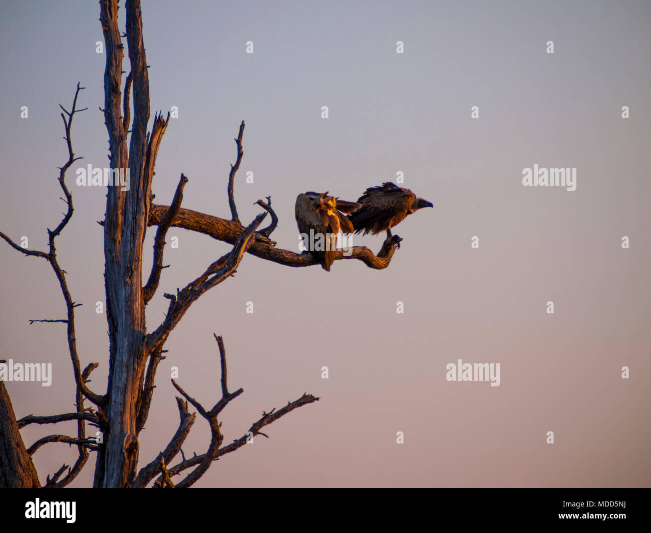 Avvoltoi su un albero all'alba nel Parco Nazionale del Chobe in Botswana, Africa Foto Stock