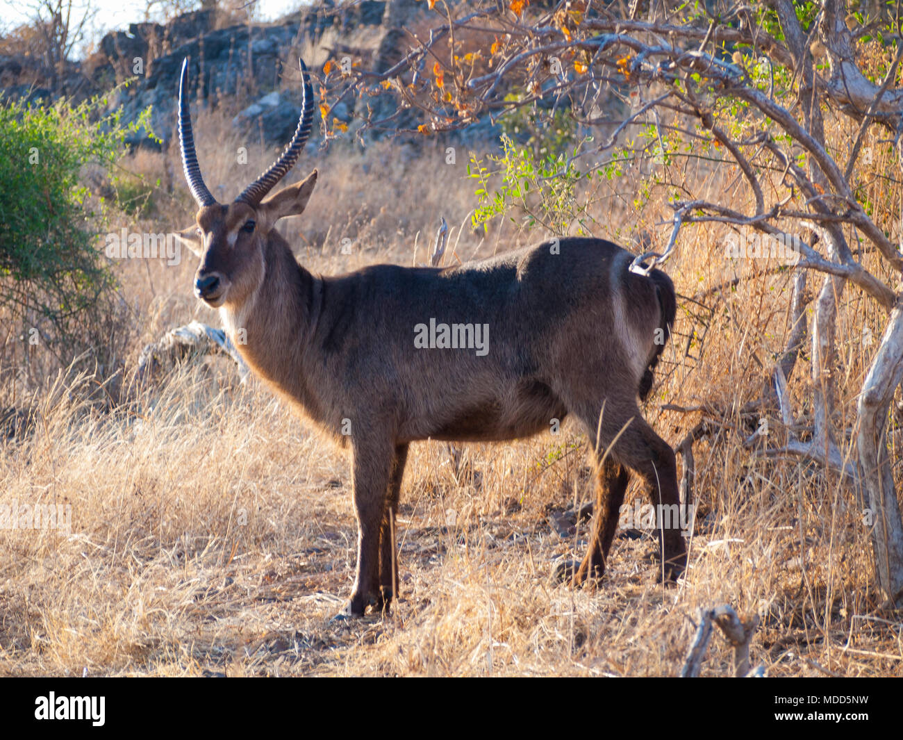 Antilope Waterbuck nel Chobe Parco naturale in Botswana, Africa Foto Stock