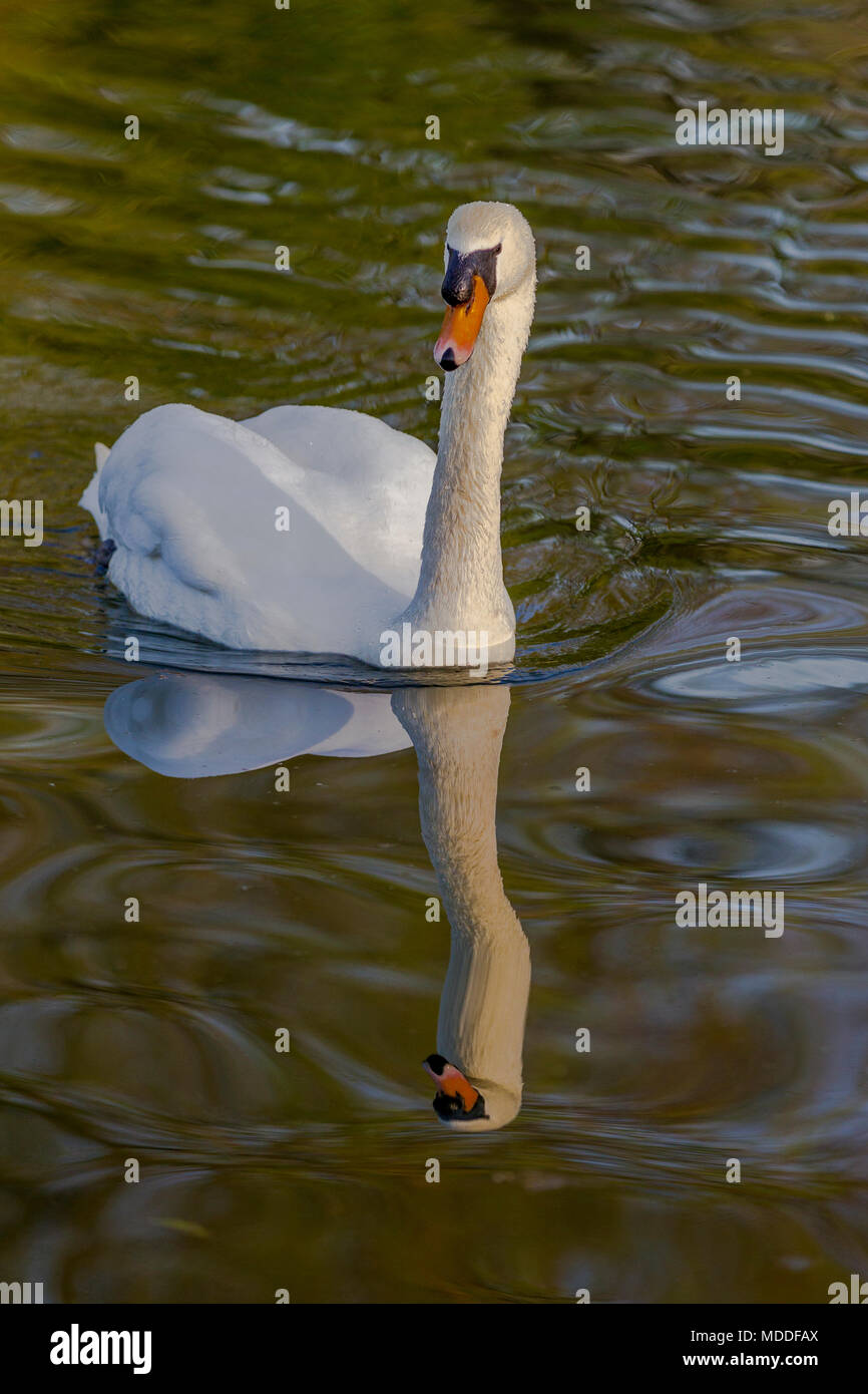 Cigno. Cygnus olor (Anatidi) sul fondo del lago in Abington Park, Northampton, Regno Unito Foto Stock