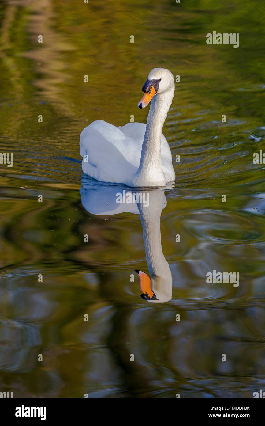 Cigno. Cygnus olor (Anatidi) sul fondo del lago in Abington Park, Northampton, Regno Unito Foto Stock