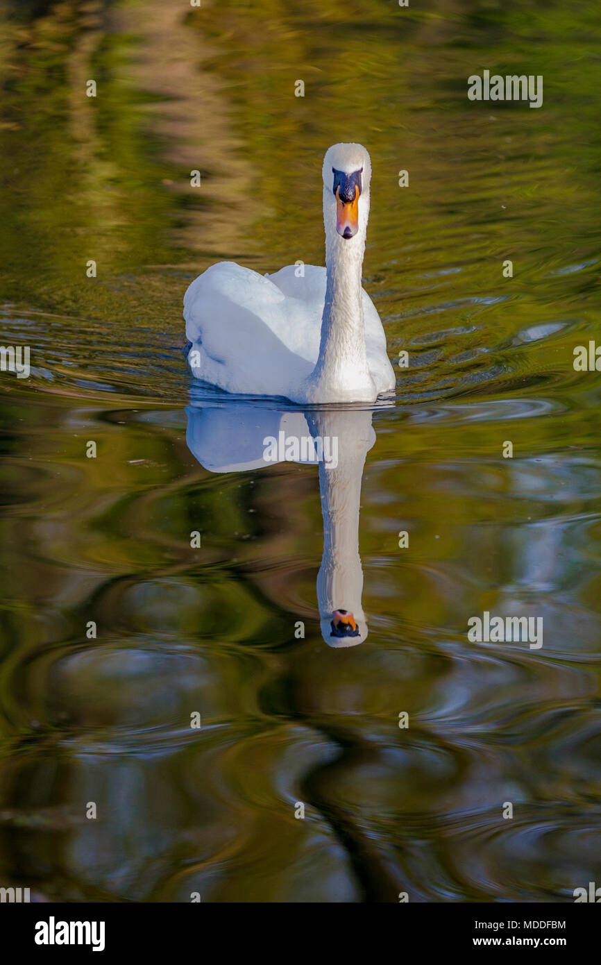 Cigno. Cygnus olor (Anatidi) sul fondo del lago in Abington Park, Northampton, Regno Unito Foto Stock
