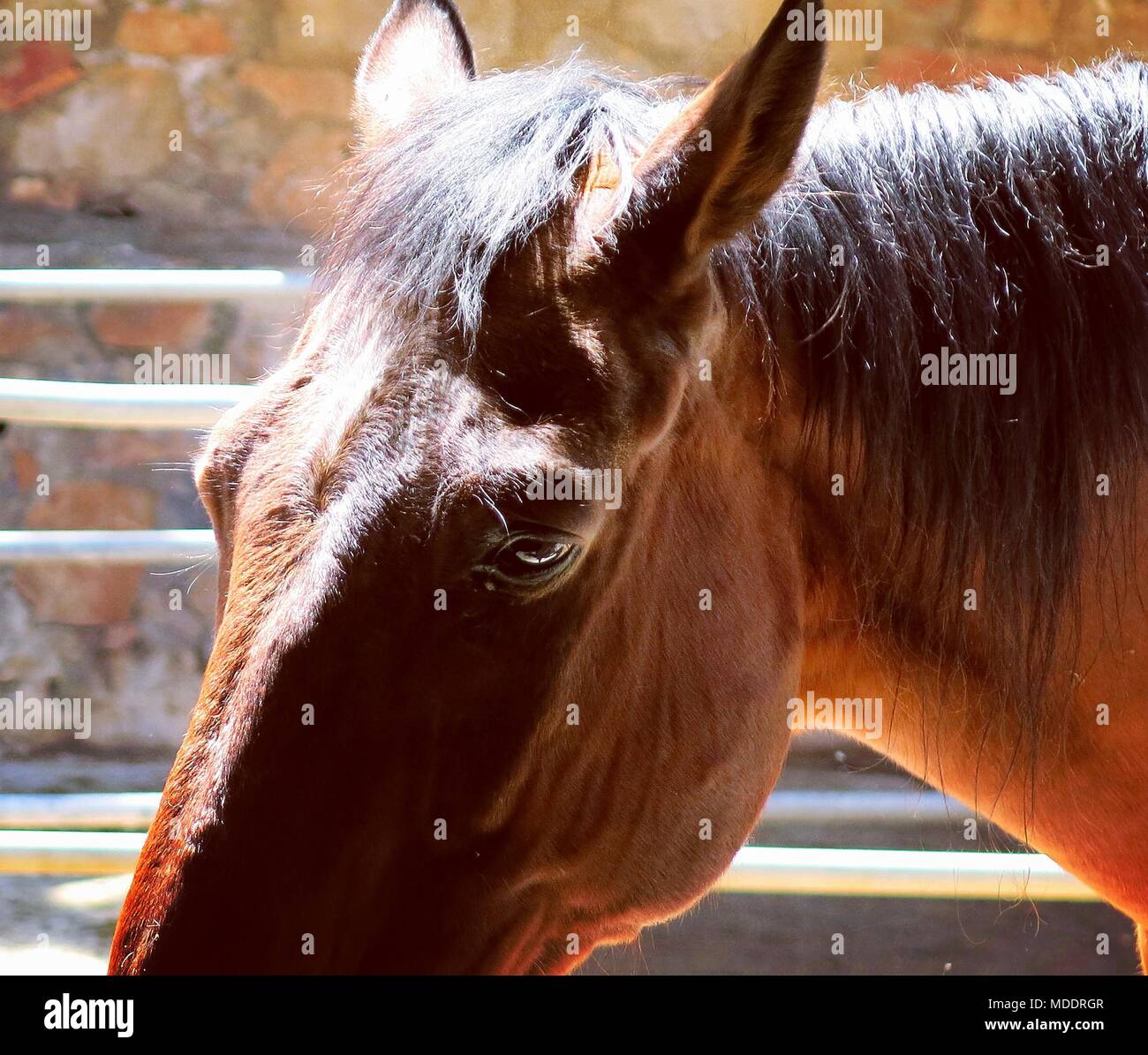 Marrone a cavallo in maneggio. Foto Stock