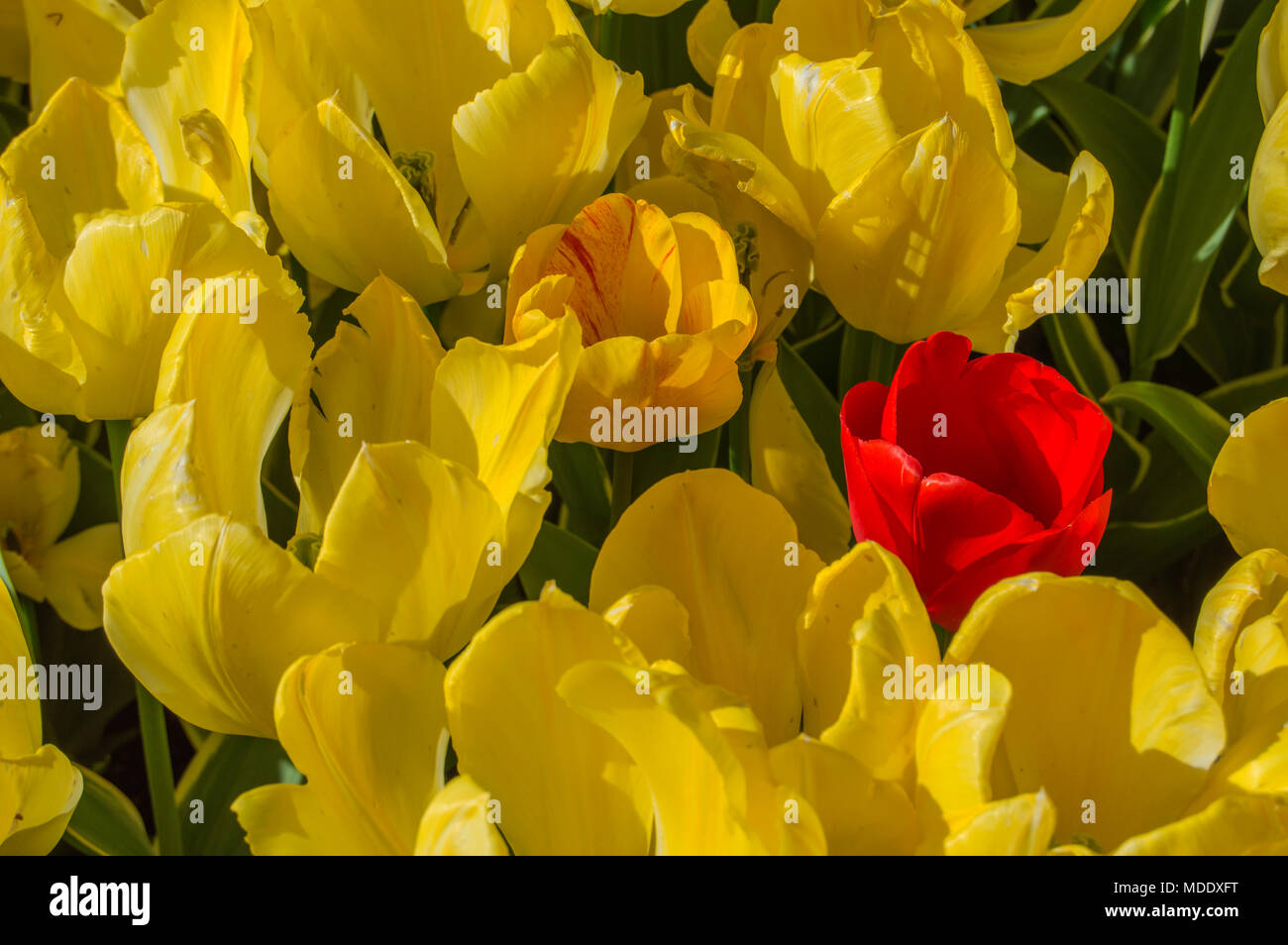 Sfondo con un rosso tulip circondato da tulipani gialli Foto Stock
