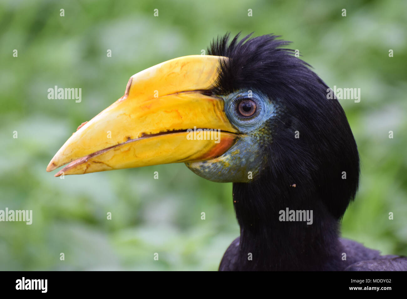 Un ritratto di una donna stropicciata Hornbill Foto Stock