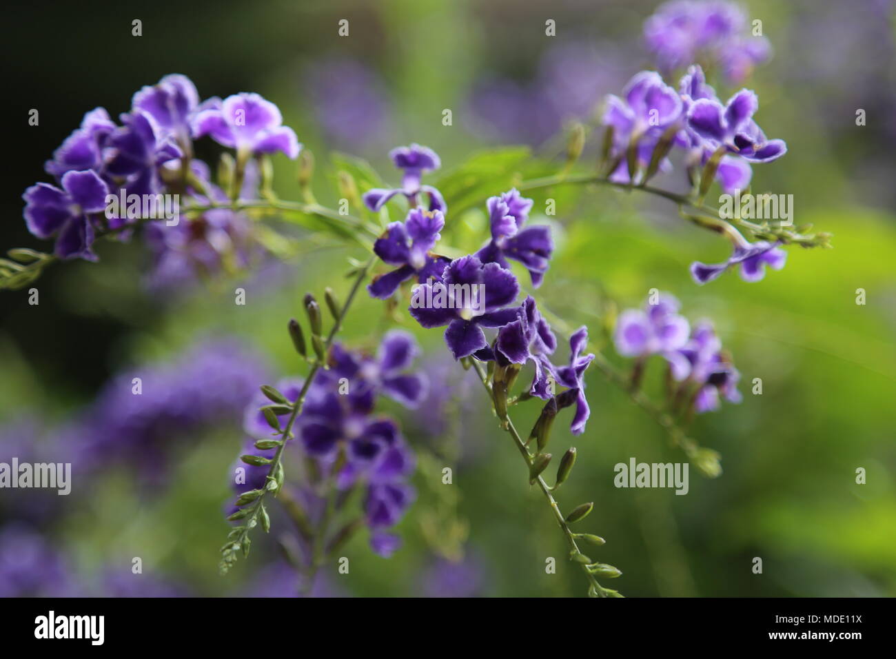 Golden Dewdrop Foto Stock