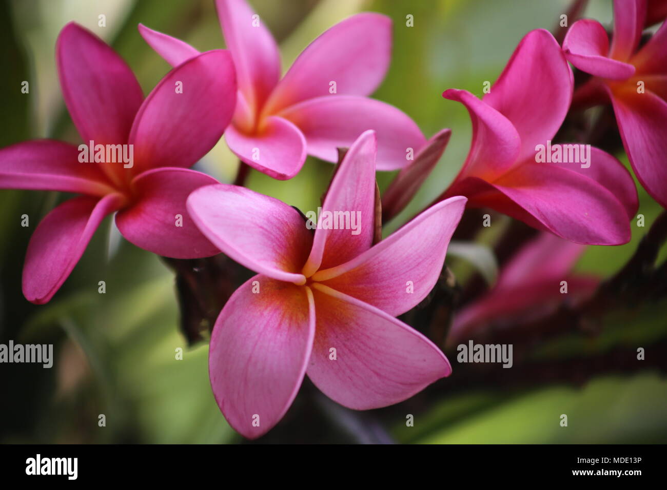 Plumeria rosa Foto Stock