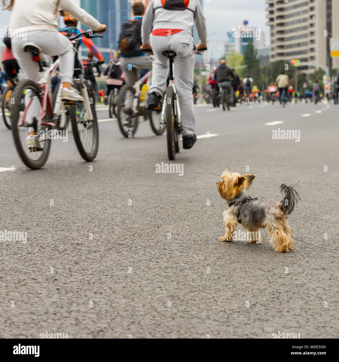 Funny little dog guardando su Massa in bicicletta in città, maratona. Sport e fitness e uno stile di vita sano concetto. Per sfondo moderno, posto per il testo Foto Stock