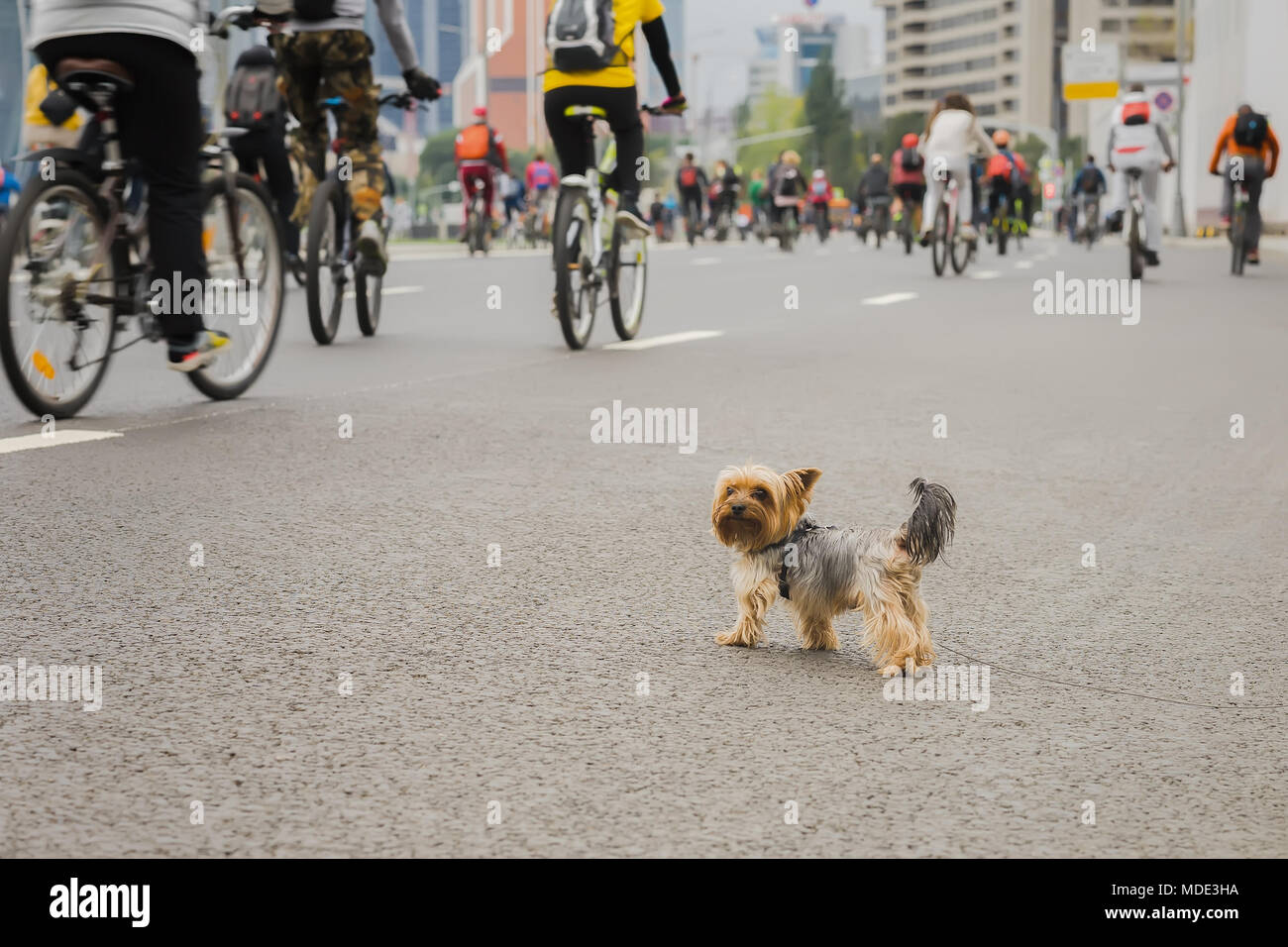 Funny little dog guardando su Massa in bicicletta in città, maratona. Sport e fitness e uno stile di vita sano concetto. Abstract sfocata sullo sfondo dello sport, luogo ideale per il tuo testo Foto Stock