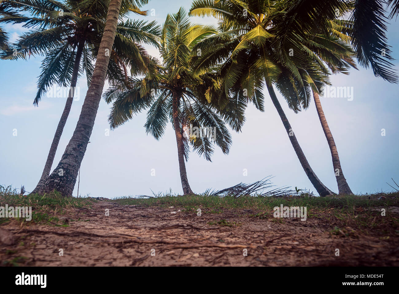 Splendide palme sul cielo azzurro sfondo sulla spiaggia. Il Palm Grove sull'isola. La strada per la spiaggia. India, Goa, Gokarna, Andamane e Nicobare è Foto Stock