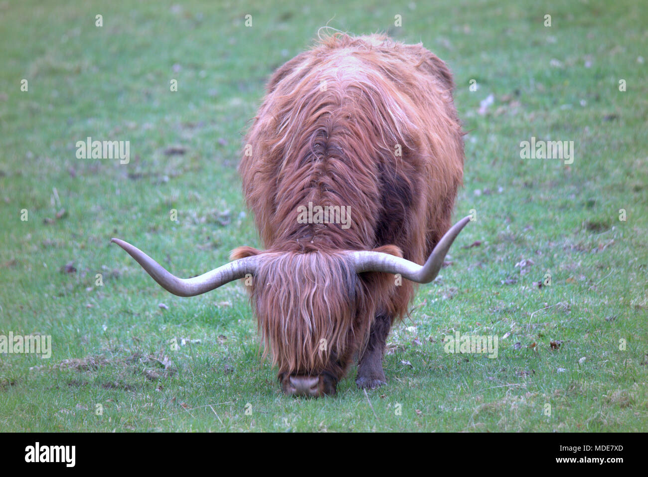 Scottish highland scozzesi bovini brown tan cow bull corna in aperto campo verde Foto Stock
