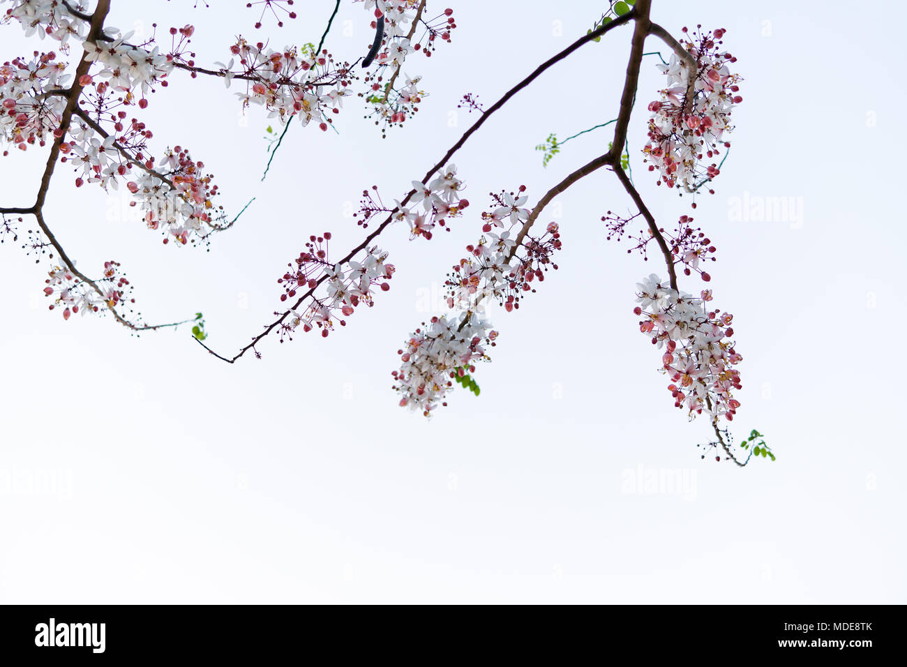 Wild Himalayan Cherry Prunus cerasoides blooming sul cielo bianco sullo sfondo. Bianco Rosa fiori selvatici sui rami di alberi. Foto Stock