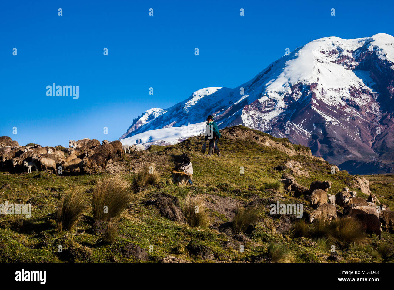 Vulcano Chimborazo e pecore sul moor, Ande, Ecuador Foto Stock