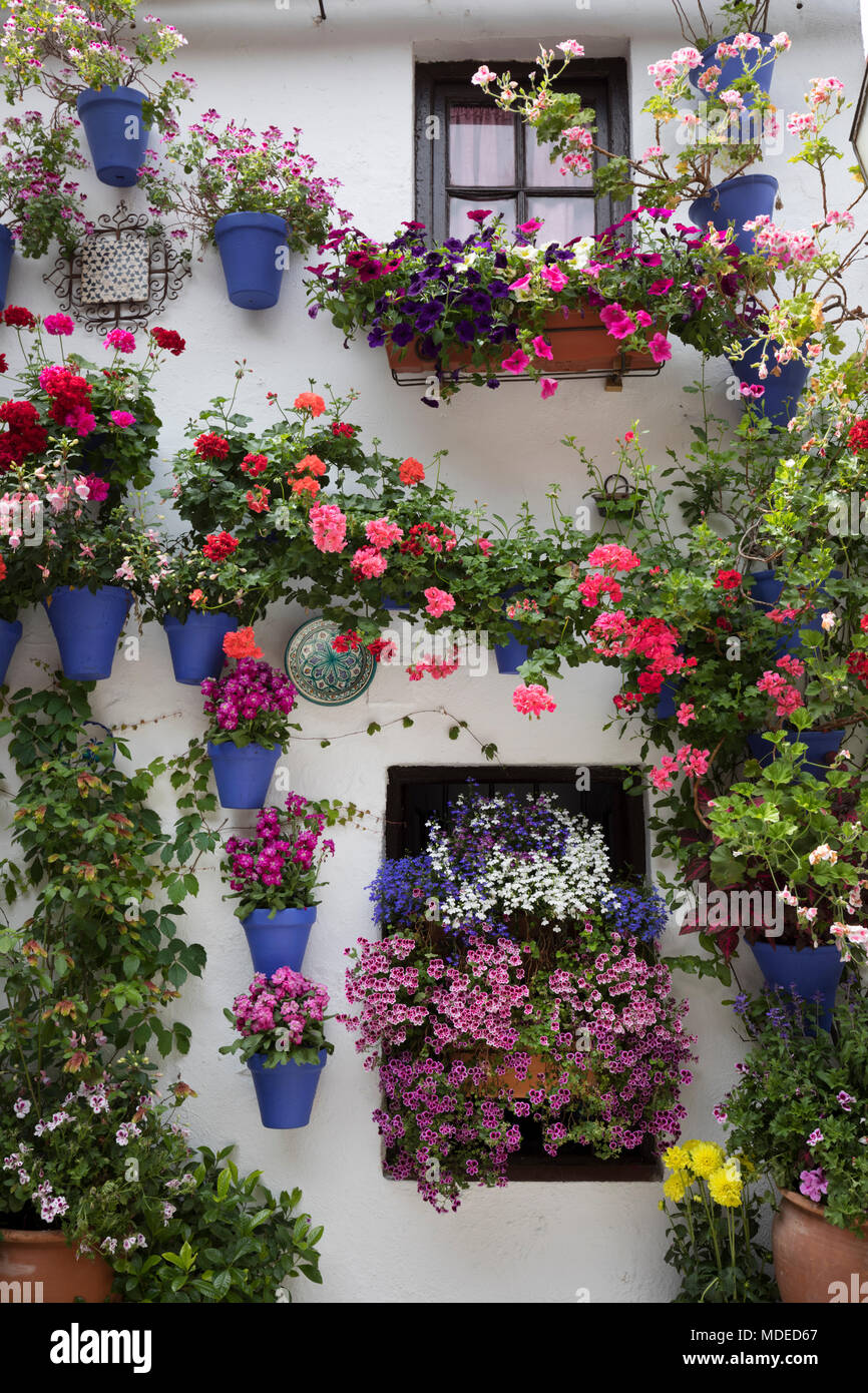 Display a colori dei fiori al Festival di patio, Cordoba, Andalusia, Spagna, Europa Foto Stock