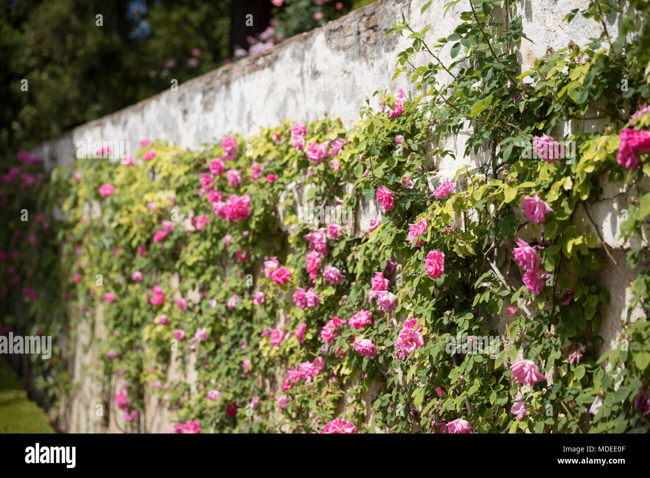 Le rose rosa sul muro del giardino con sfondo sfocato Foto Stock