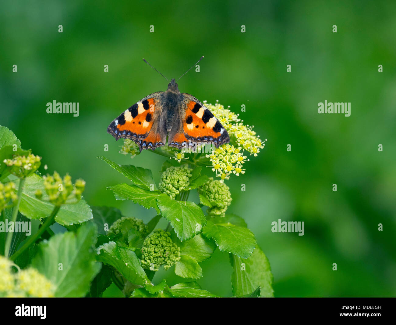 Piccola Tartaruga Butterfly Aglais urticae su alexander fiori Aprile Foto Stock
