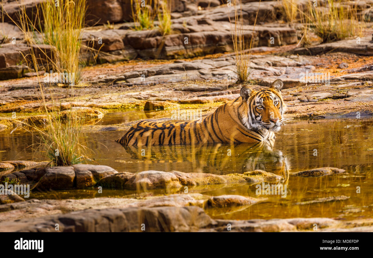 Femmina impressionante tigre del Bengala (Panthera tigris) un resto la balneazione per conservare al fresco in acqua in un Waterhole, il Parco nazionale di Ranthambore, Rajasthan India del nord Foto Stock