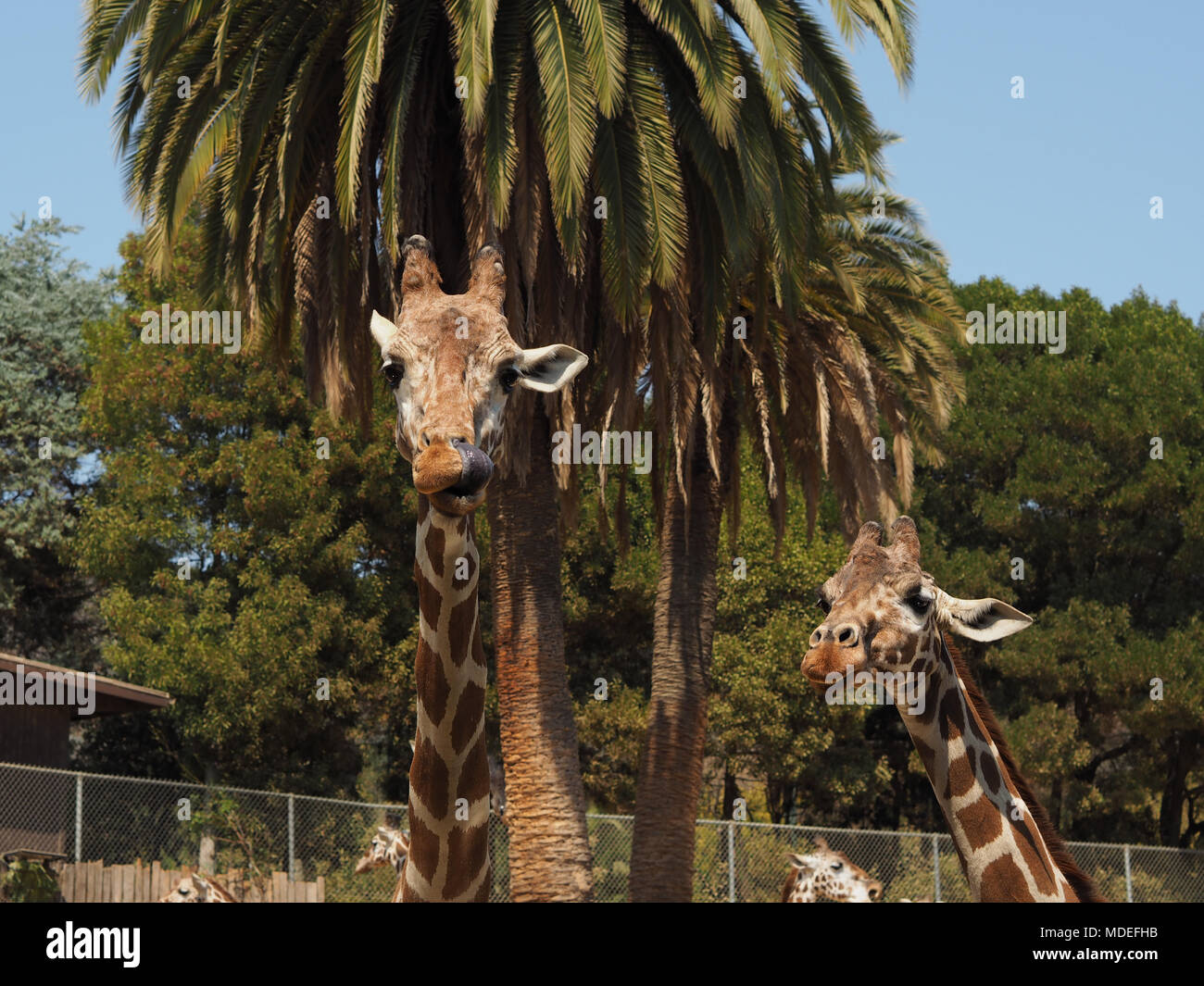 La giraffa in un zoo spuntavano lingua Foto Stock