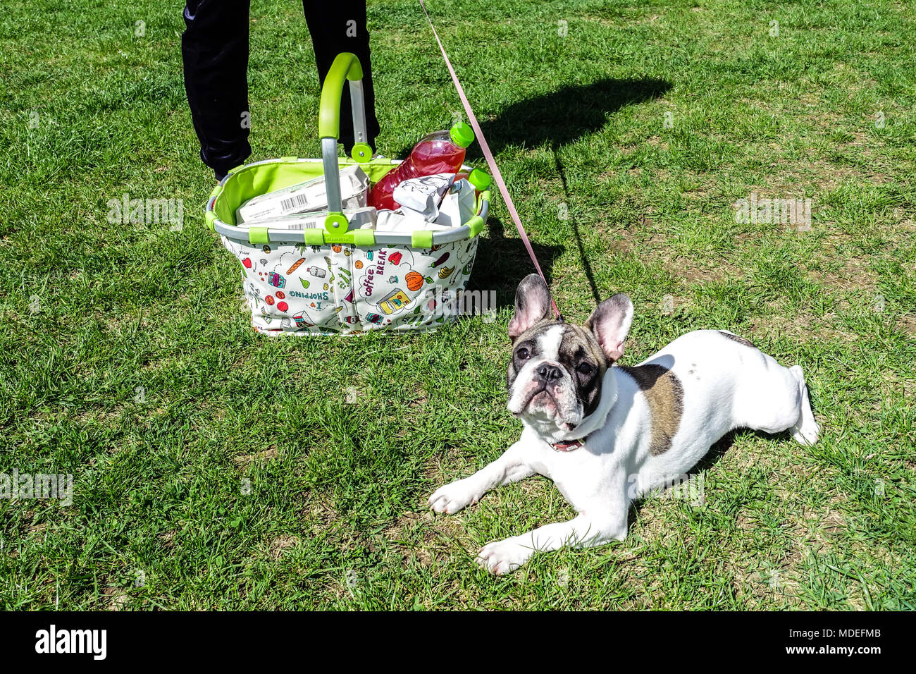 Il bulldog francese è sul prato, un picnic in giardino Foto Stock