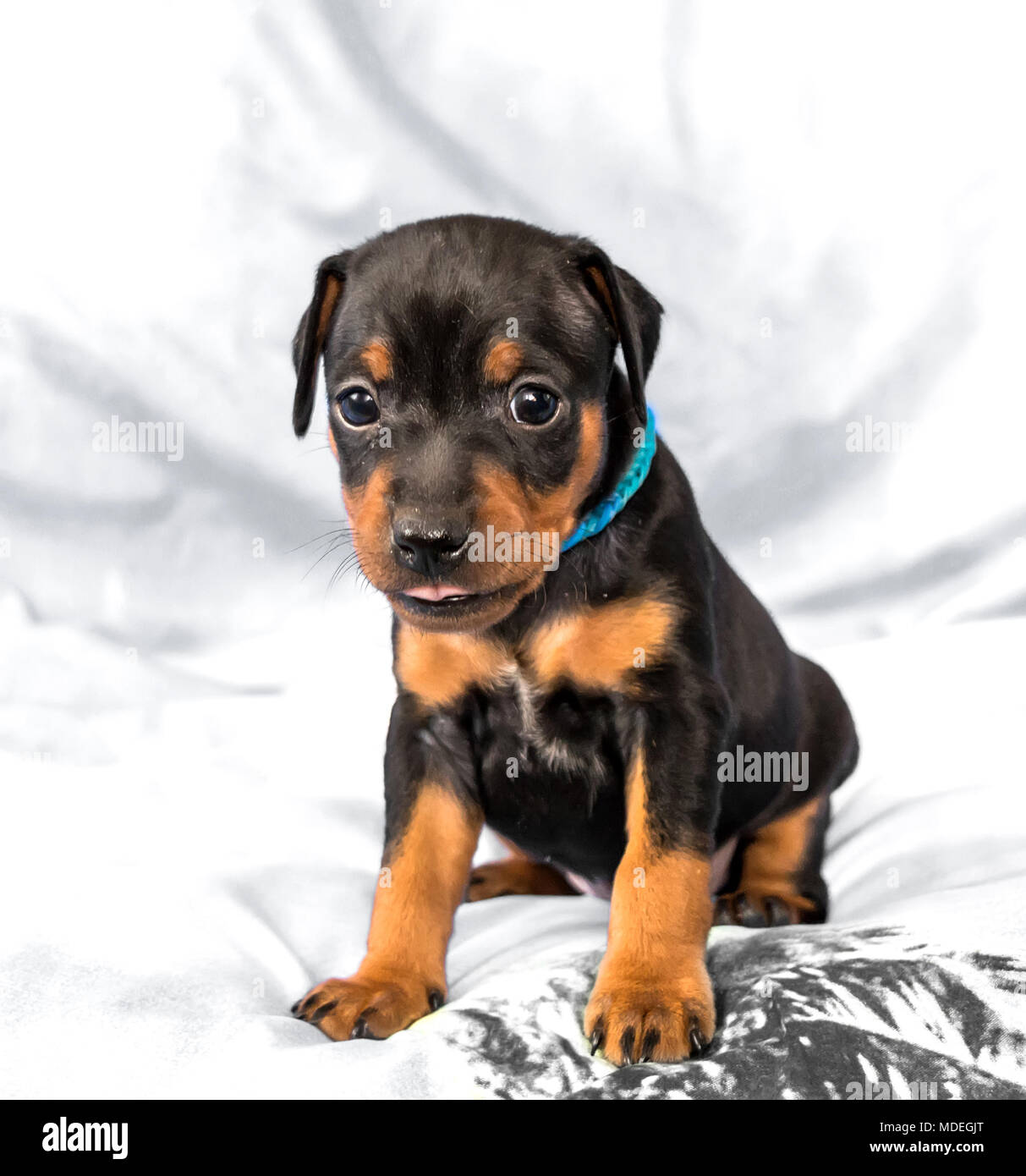 Il Miniature pinscher cucciolo, 1 mese Foto Stock