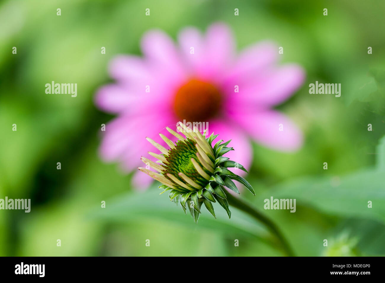 Una vecchia rocca-fiore e un nuovo cono-fiore Foto Stock