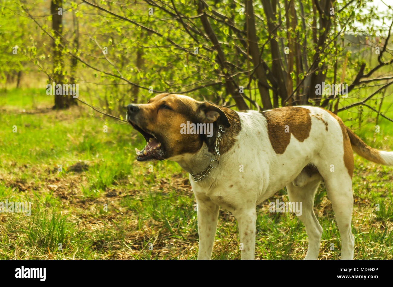 Bianco polacco barking Pitbull con Brown patch sul campo verde nel parco. Zabrze, Slesia Upland, Polonia. Foto Stock