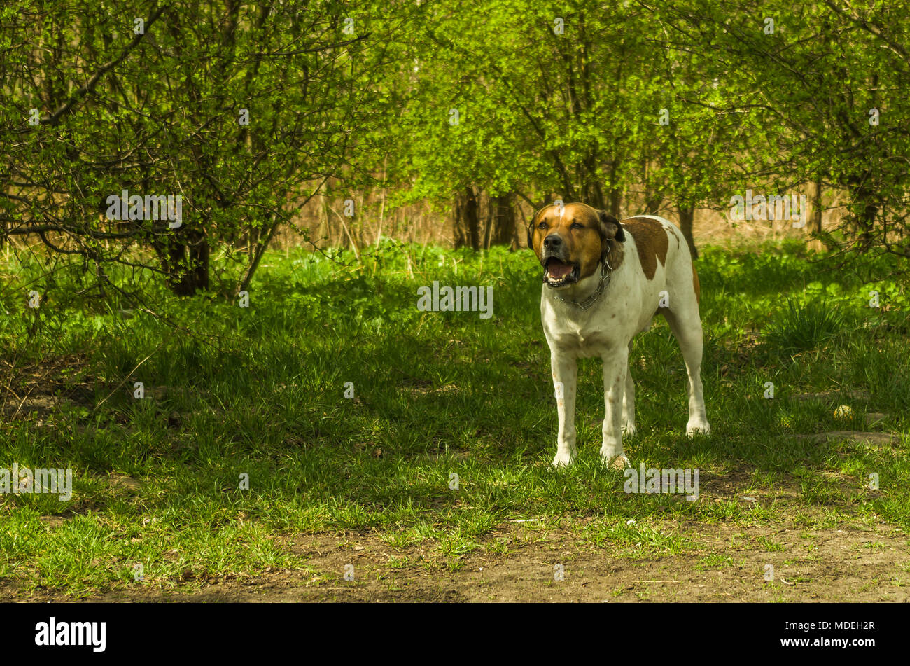 Bianco polacco barking Pitbull con Brown patch sul campo verde nel parco. Zabrze, Slesia Upland, Polonia. Foto Stock