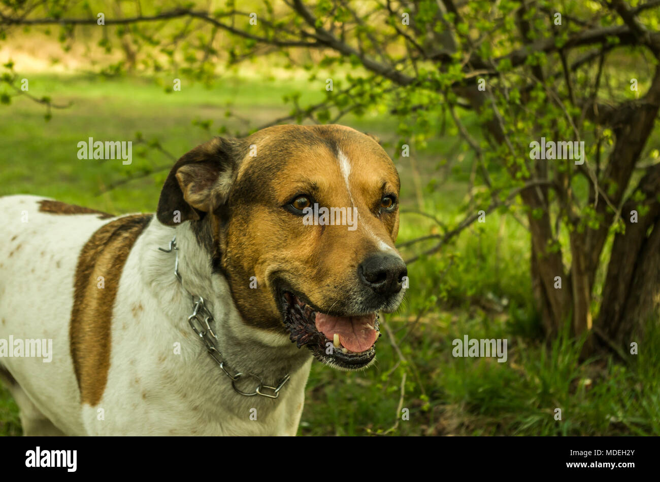 Polacco sorridente bianco Pitbull con Brown patch sul campo verde nel parco. Zabrze, Slesia Upland, Polonia. Foto Stock