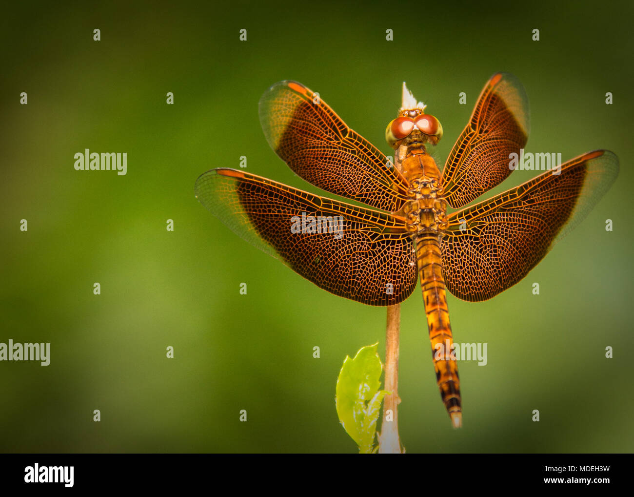 Una splendida foto in primo piano verticale di Russet Percher (Neurothemis fulvia), arroccata su un sottile stelo verde. Foto Stock