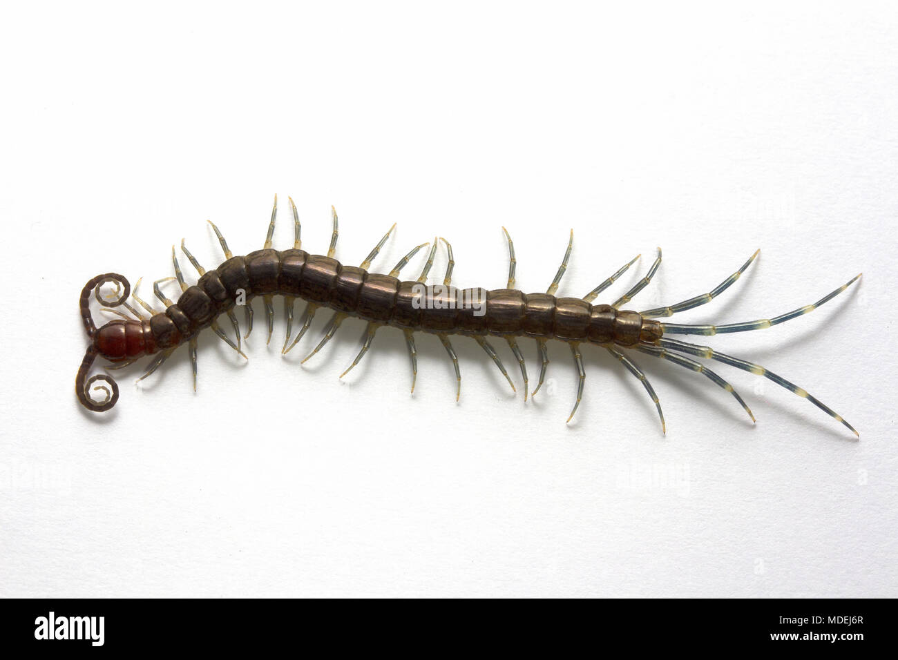 Testa rossa Centipede, Malaysia Foto Stock