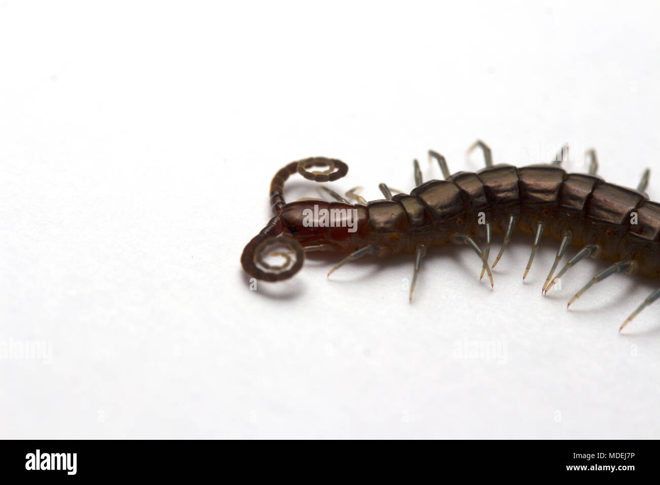 Testa rossa Centipede, Malaysia Foto Stock