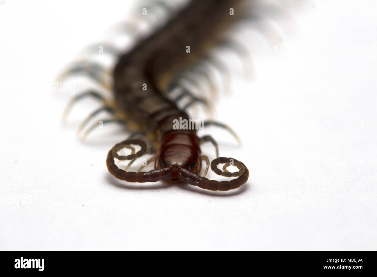 Testa rossa Centipede, Malaysia Foto Stock