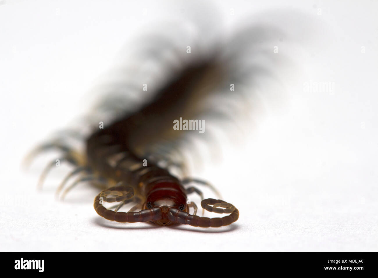 Testa rossa Centipede, Malaysia Foto Stock