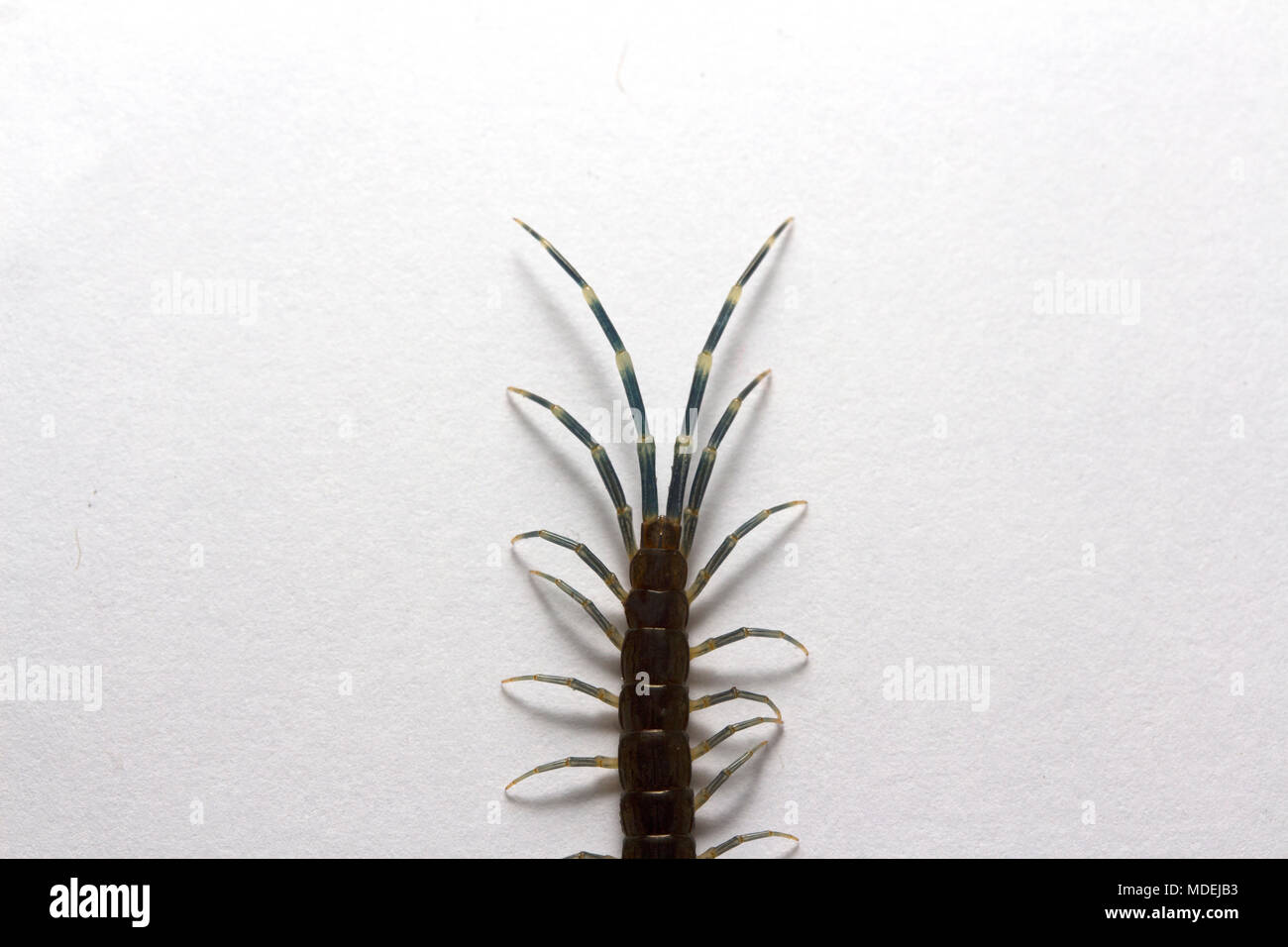 Testa rossa Centipede, Malaysia Foto Stock