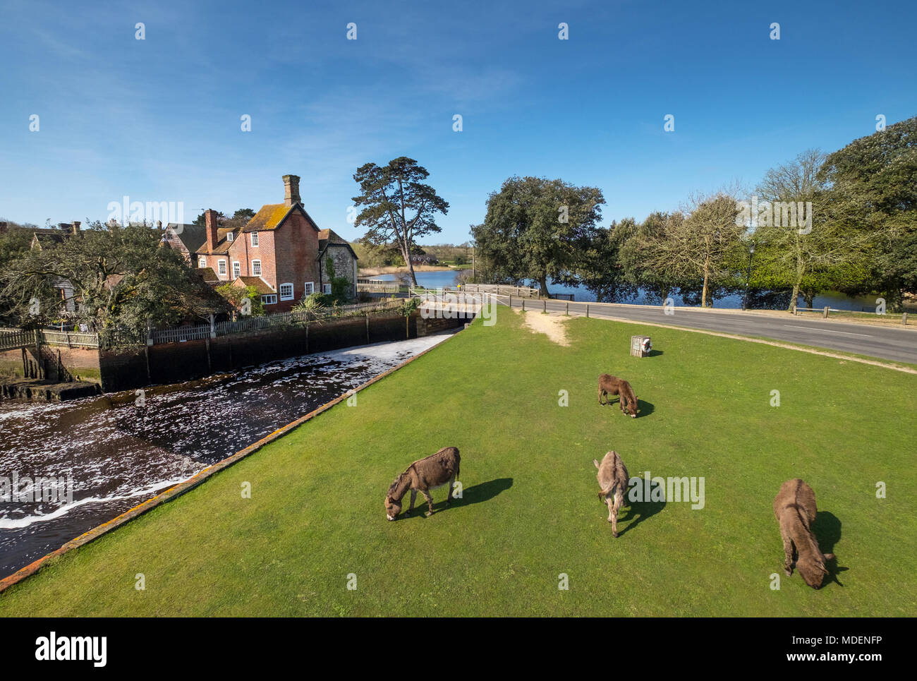 Asino di pascolo accanto al fiume Beaulieu in Beaulieu Village, la New Forest, Regno Unito Foto Stock Asino di pascolo accanto al fiume Beaulieu in Beaulieu Village, la New Forest, Regno Unito Foto Stock