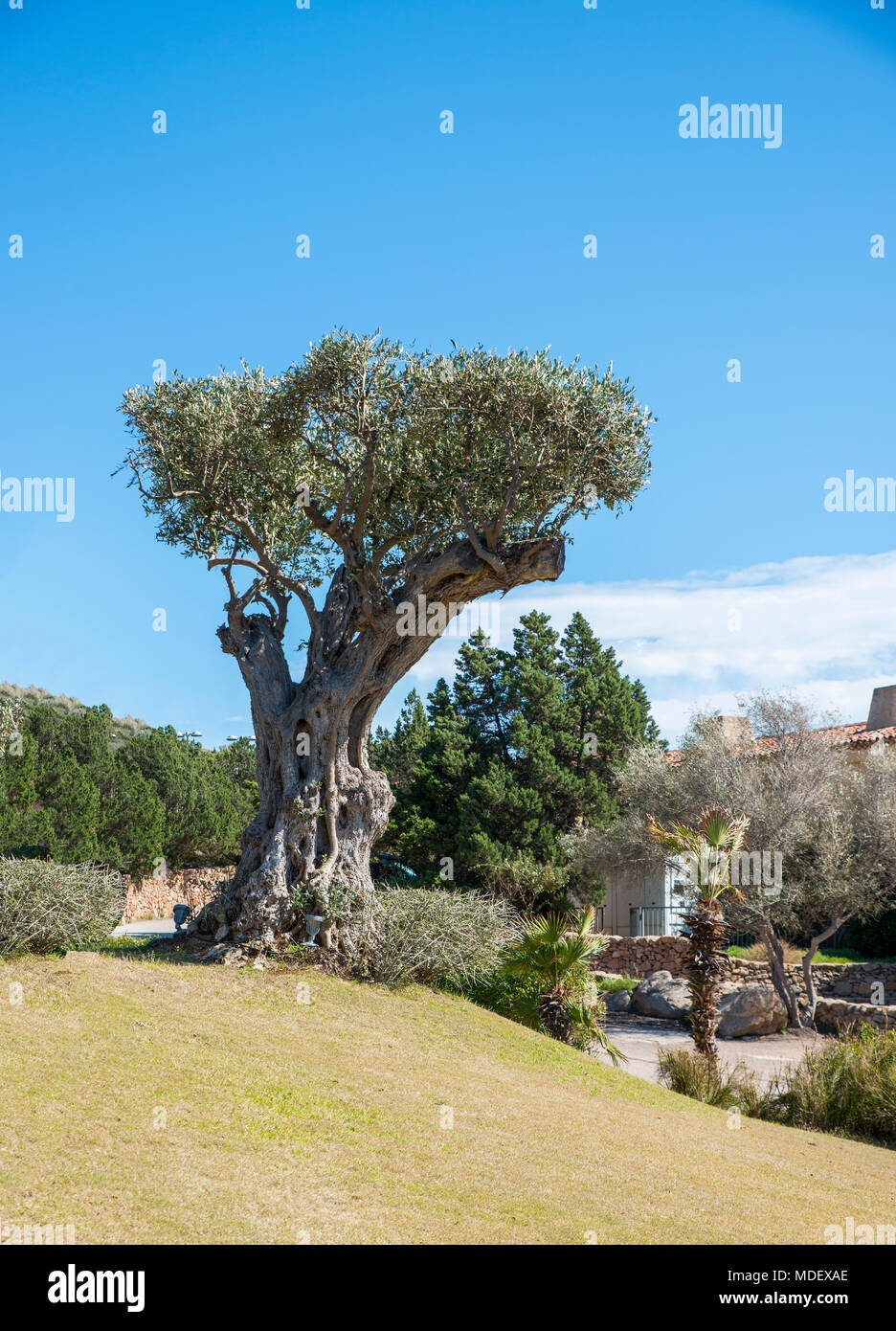 Vecchio olivo sull isola di Sardegna Foto Stock