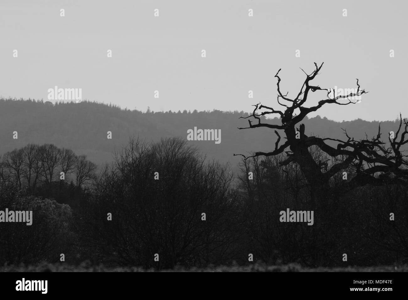Silhouette monocromatica di un morto nodose Quercia nel parco alberato con un lontano piantagione di conifere. Powderham, Exeter, Devon, Regno Unito. Aprile, 2018. Foto Stock