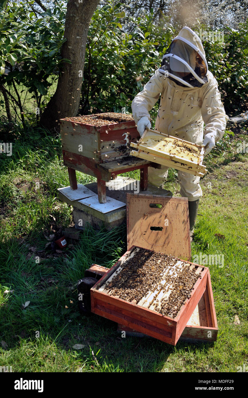 L apicoltura Foto Stock