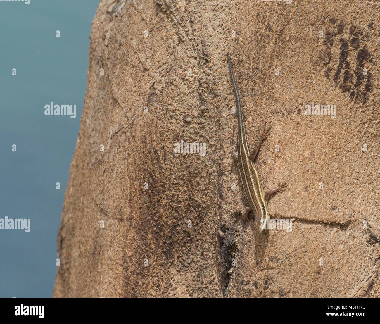 Blu-tailed skink lizard sorgeva sul tronco di un albero nel paesaggio rurale Foto Stock